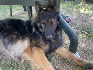 Deckrüde Altdeutscher Schäferhund Stockhaar  Bild 5