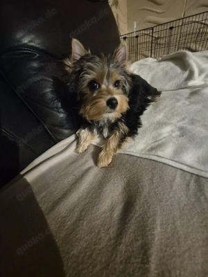 yorkshire terrier Welpen zum verkauf