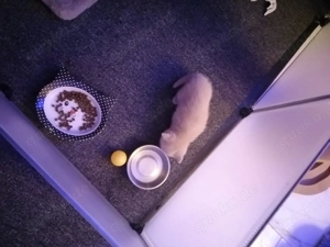 Wir, drei ,ein BKH Mädchen und zwei Jungs, geb.am 05.01.2026, suchen ein liebevolles zu Hause.