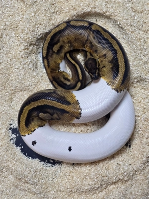 Königspython- Weibchen Piebald het Clown 2024 