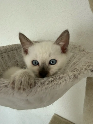 Siam Kitten ab 12.04. abgabebereit