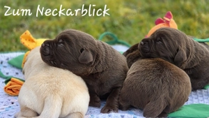  Labrador Retriever Welpen in der Farbe chocolate und blond vom Züchter 