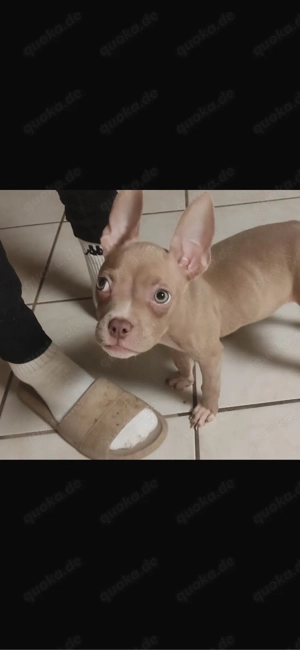 American Pocket Bully Hündin 