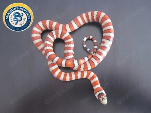 1.1 Zuchtpaar Lampropeltis pyromelana p, Santa Rita Baubel Line