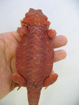 Bartagame Männchen Bock - Red Monster Leatherback het Hypo Nachzucht Nr.3 - sehr farbig - handzahm 