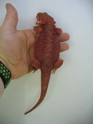 Bartagame Männchen Bock - Red Monster Leatherback het Hypo Nachzucht Nr.3 - sehr farbig - handzahm  Bild 2