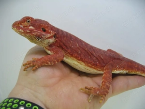 Bartagame Männchen Bock - Red Monster Leatherback het Hypo Nachzucht Nr.3 - sehr farbig - handzahm  Bild 3