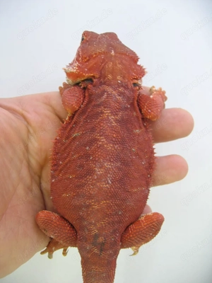Bartagame Männchen Bock - Red Monster Leatherback het Hypo Nachzucht Nr.3 - sehr farbig - handzahm  Bild 4