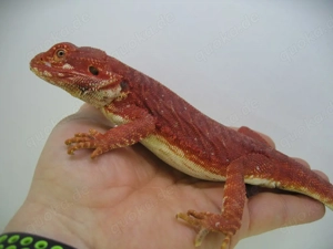 Bartagame Männchen Bock - Red Monster Leatherback het Hypo Nachzucht Nr.3 - sehr farbig - handzahm  Bild 7