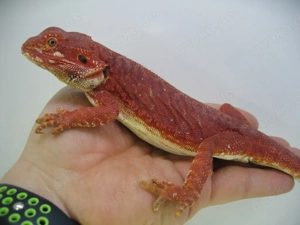 Bartagame Männchen Bock - Red Monster Leatherback het Hypo Nachzucht Nr.3 - sehr farbig - handzahm  Bild 6