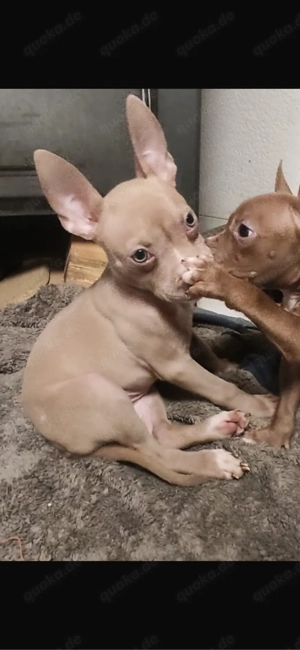 American Pocket Bully Hündin 