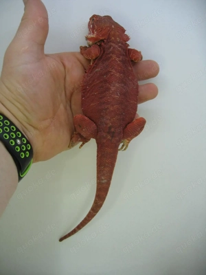 Bartagame Männchen Bock - Red Monster Leatherback het Hypo Nachzucht Nr.3 - sehr farbig - handzahm  Bild 5