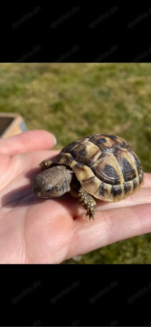 Griechische Landschildkröten Nachzuchten 2025