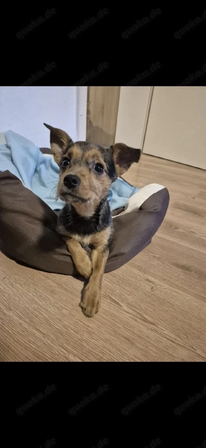 7 monate alte Hündin abzugeben