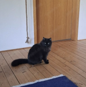 Zwei junge Katzendamen suchen gemeinsam ihr Für-immer-Zuhause 