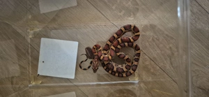 Schlangen mit Terrarium 