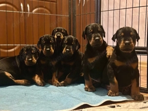 Dobermann Welpen zu vergeben