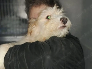 KALLE sucht ein liebevolles Daheim