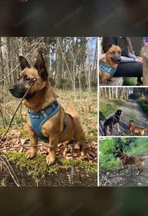 Süsse Foxy sucht dringend ein neues Zuhause