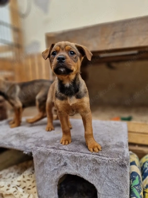 Süße Rabauken Labrador Boxer mix