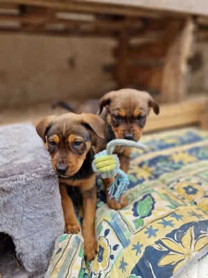 Süße Rabauken suchen ein Zuhause