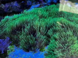 Affenhaar Briareum Ableger