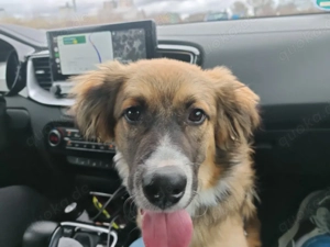 Herzensbrecher Buddy sucht sein Zuhause 