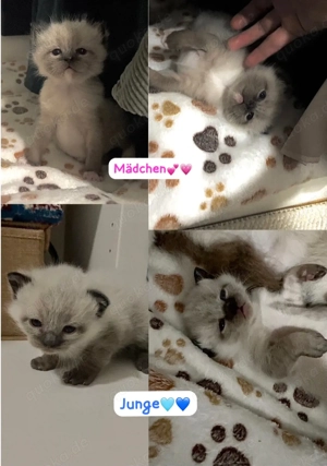 Ragdoll Kitten Reservierung