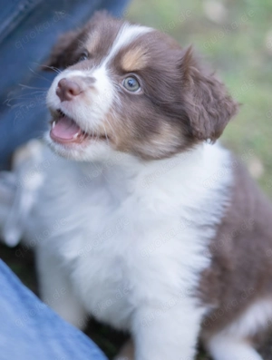 Mini-Australien Shepherd Australien Shepherd 