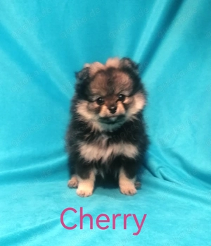 Zwergspitz-Pomchi Welpen
