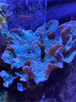 Echinopora Lamellosa