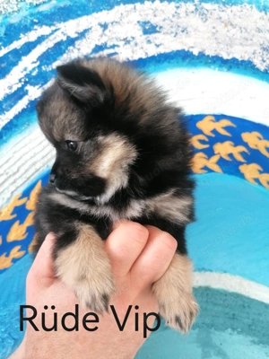 Zwergspitz-Pomchi Welpen