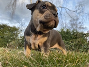 Französische Bulldogge Welpen 