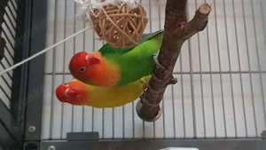 Agarpotniden Pärchen abzugeben