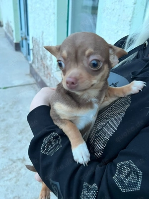 Chihuahua Rüde Kurzhaar 