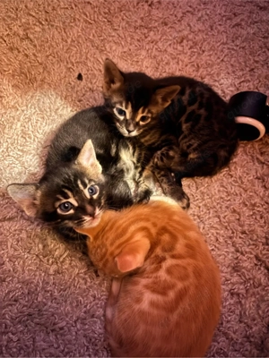 Bengal Kitten suchen ein zuhause