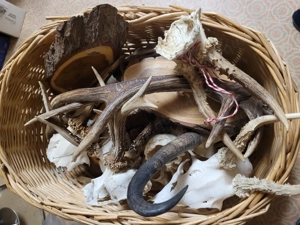 Geweihe, Rehbock, Gehörn, Stangen, Gestänge, Geweih Bild 2