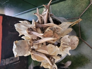 Geweihe, Rehbock, Gehörn, Stangen, Gestänge, Geweih Bild 8