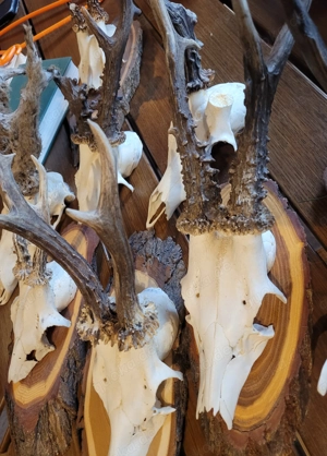 Geweihe, Rehbock, Gehörn, Stangen, Gestänge, Geweih