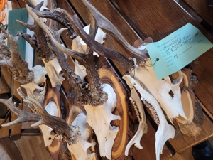 Geweihe, Rehbock, Gehörn, Stangen, Gestänge, Geweih Bild 5