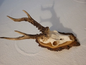 Geweihe, Rehbock, Gehörn, Stangen, Gestänge, Geweih Bild 10