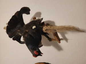 Geweihe, Rehbock, Gehörn, Stangen, Gestänge, Geweih Bild 7