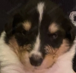 Amerikanische Colliewelpen aus Hobbyzucht