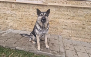 Traumhund Rick sucht seine Menschen Bild 2