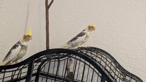 Nymphensittich mit Käfig alles zusammen 