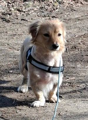 Zuckersüßer Dackelmix Max aus Tierschutz sucht ein Zuhause