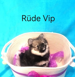 Pomchi Zwergspitz Rüde