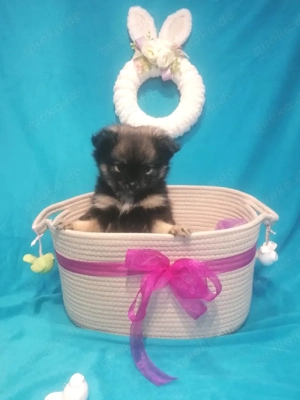 Pomchi Zwergspitz Welpen