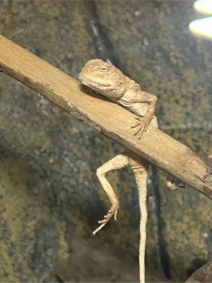 Suche Trapelus pallidus Bild 3