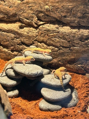 0.0.3 Stenodactylus Sthenodactylus